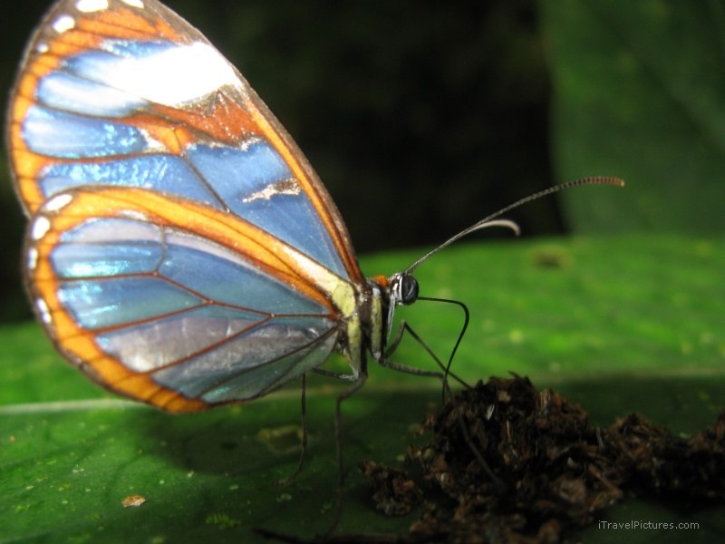 butterfly blue